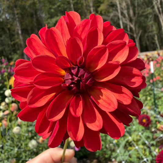 Ferncliff Cinnamon