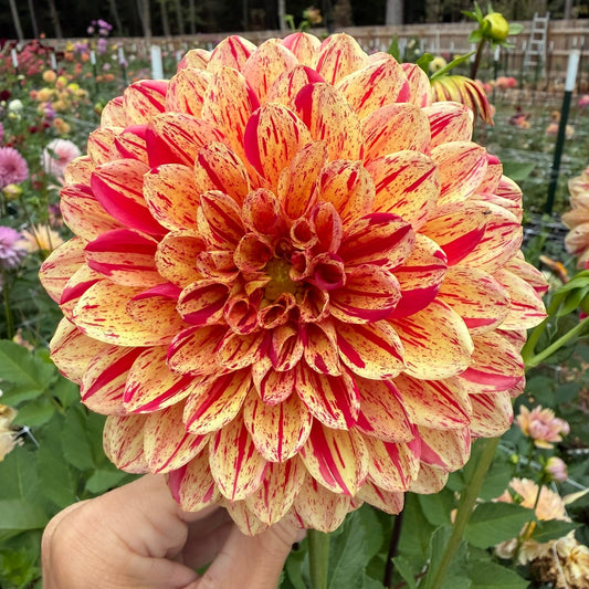 Ferncliff Firecracker