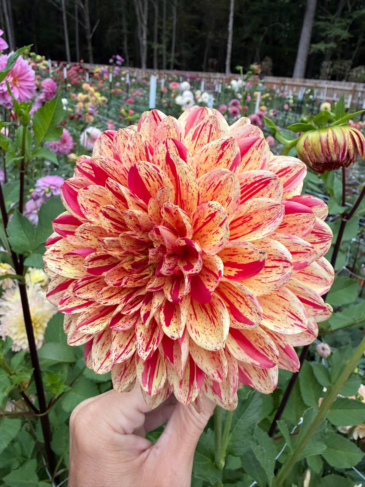 Ferncliff Firecracker