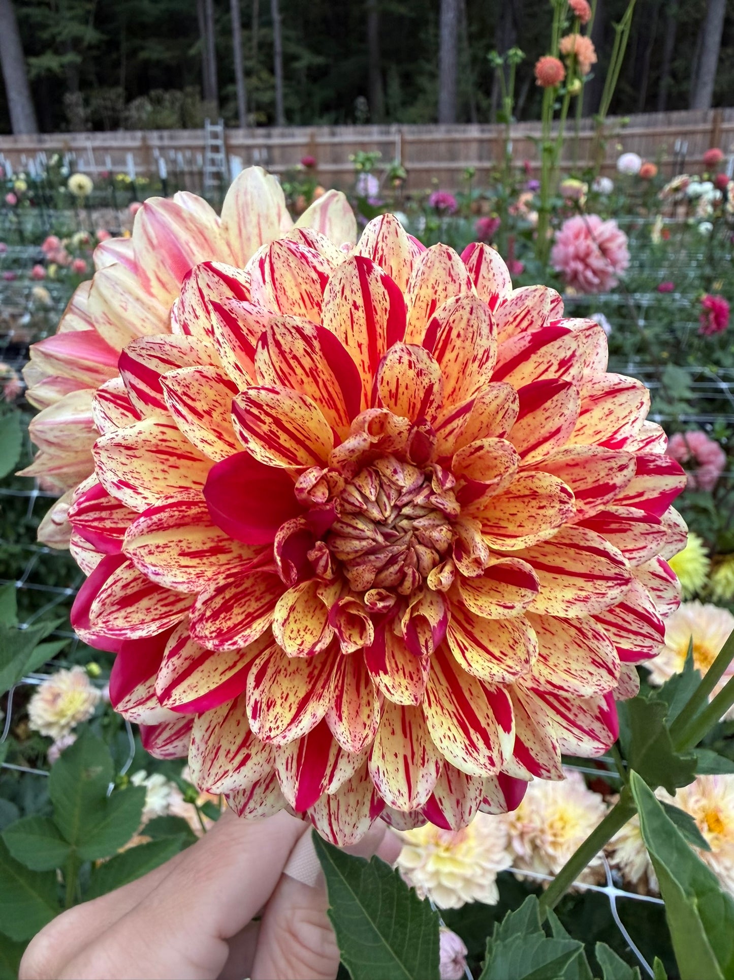 Ferncliff Firecracker