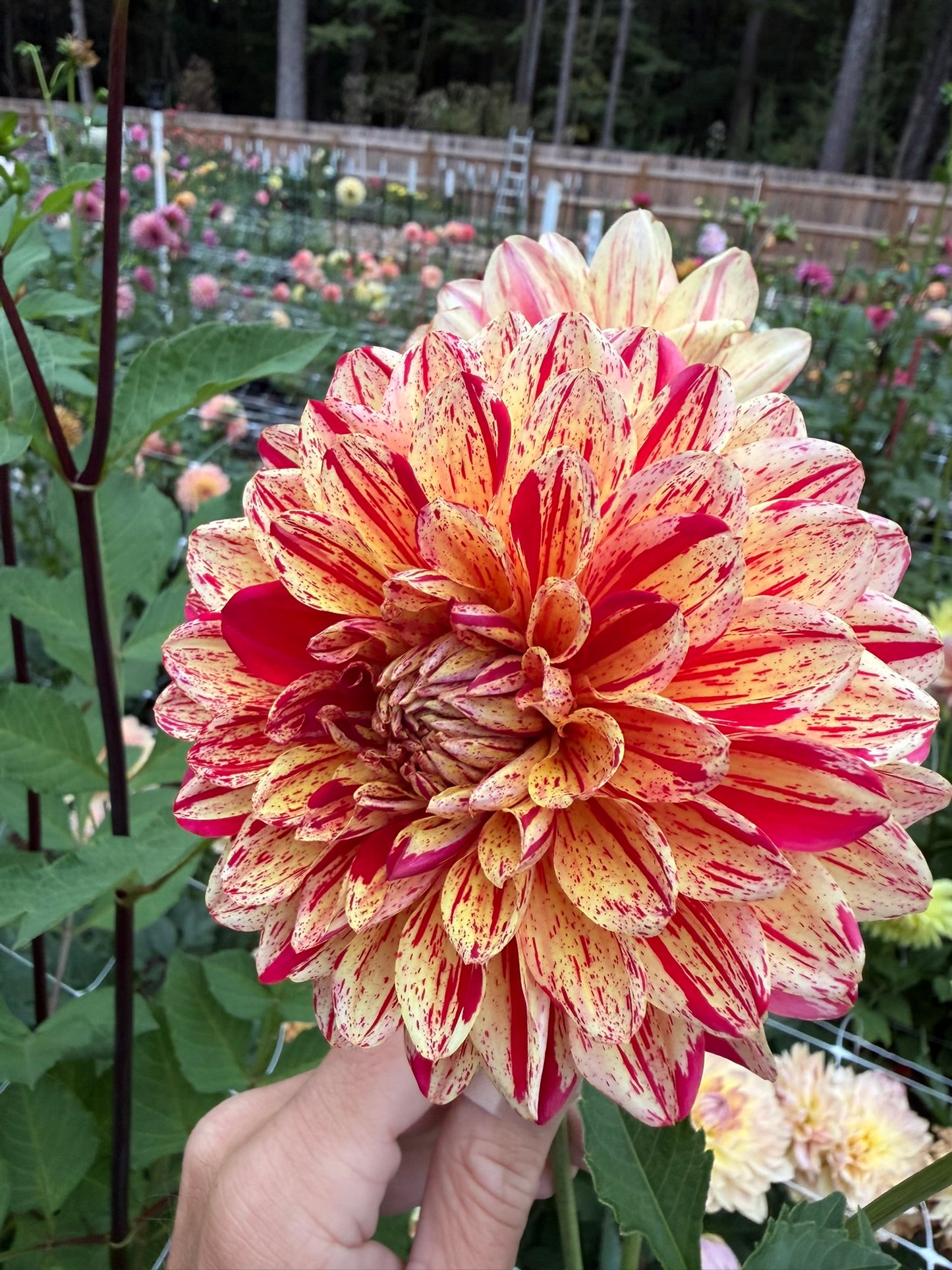 Ferncliff Firecracker