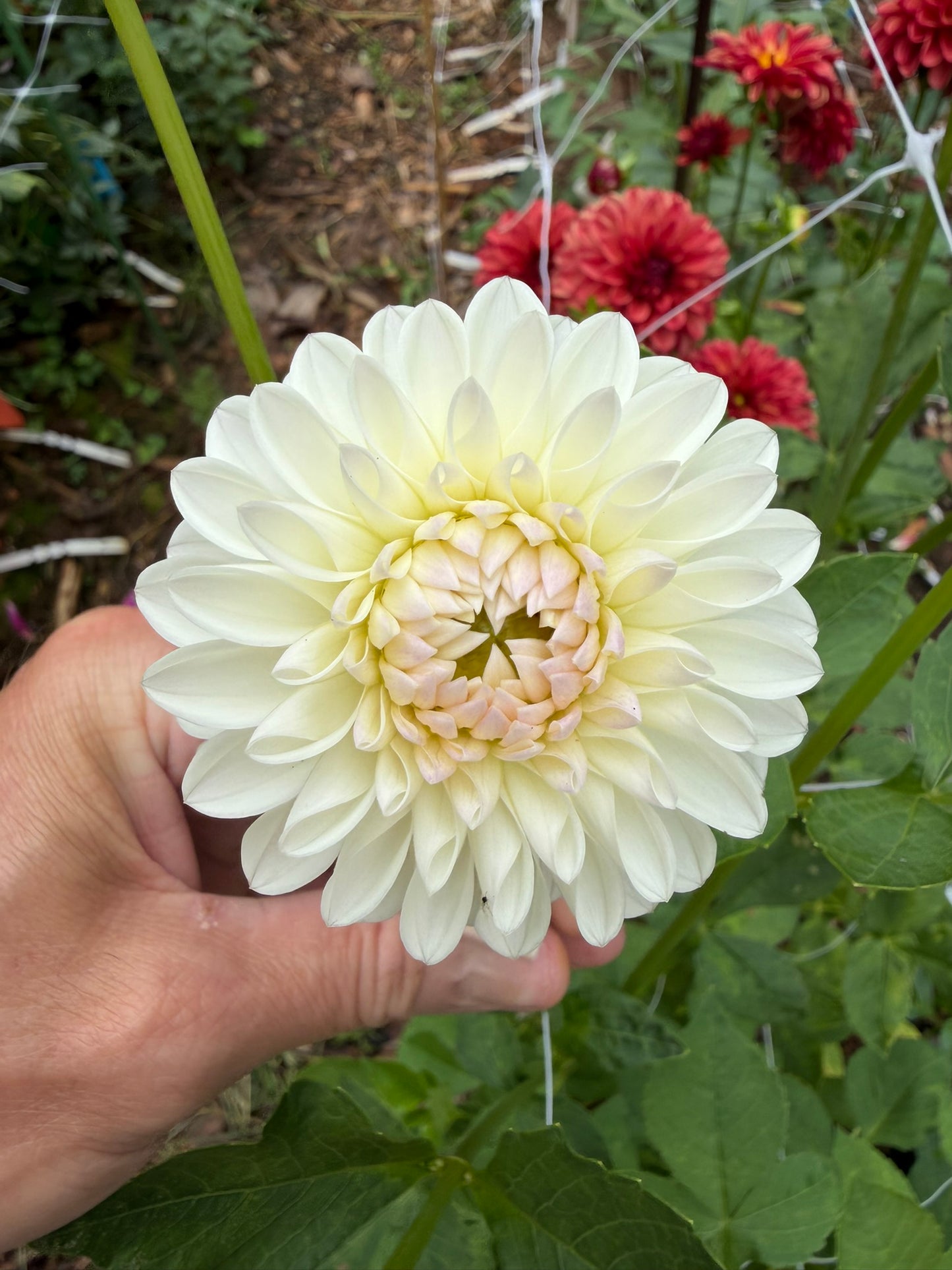 Ferncliff Pearl