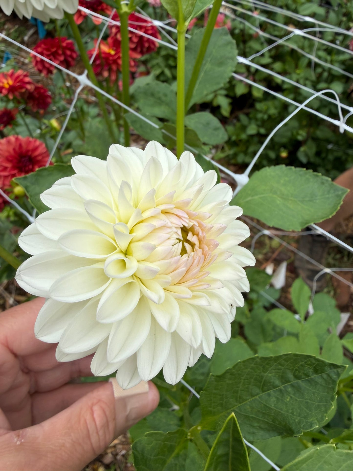 Ferncliff Pearl