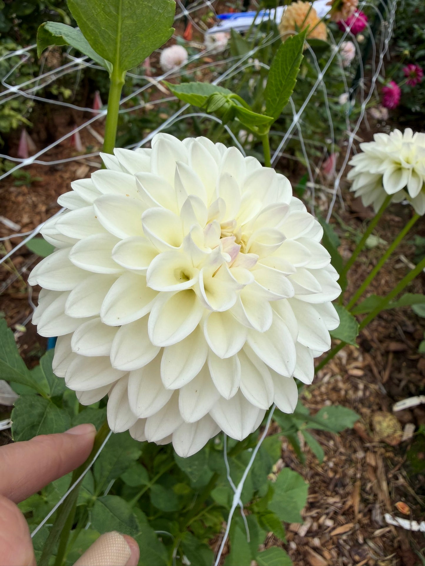 Ferncliff Pearl