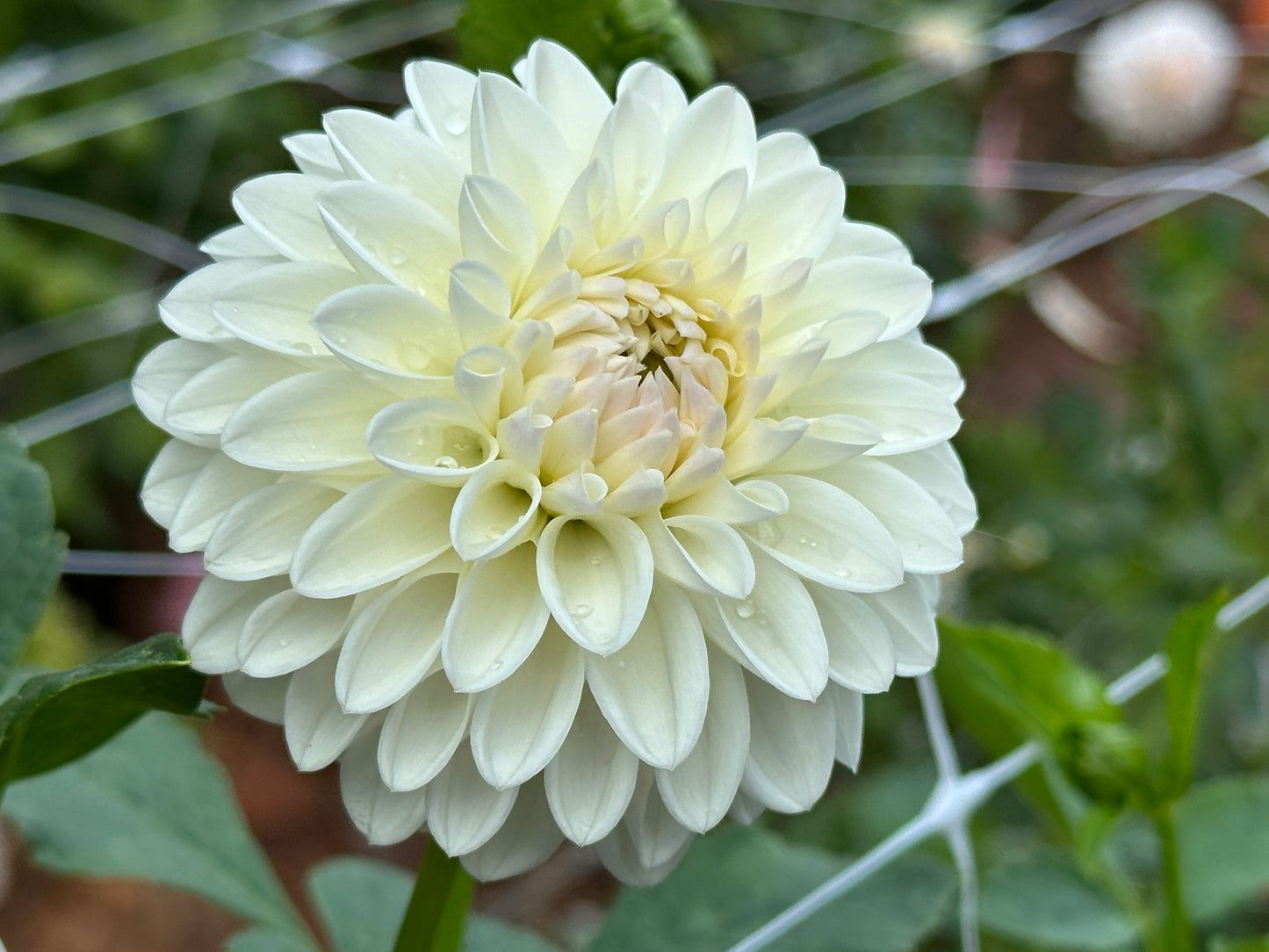 Ferncliff Pearl