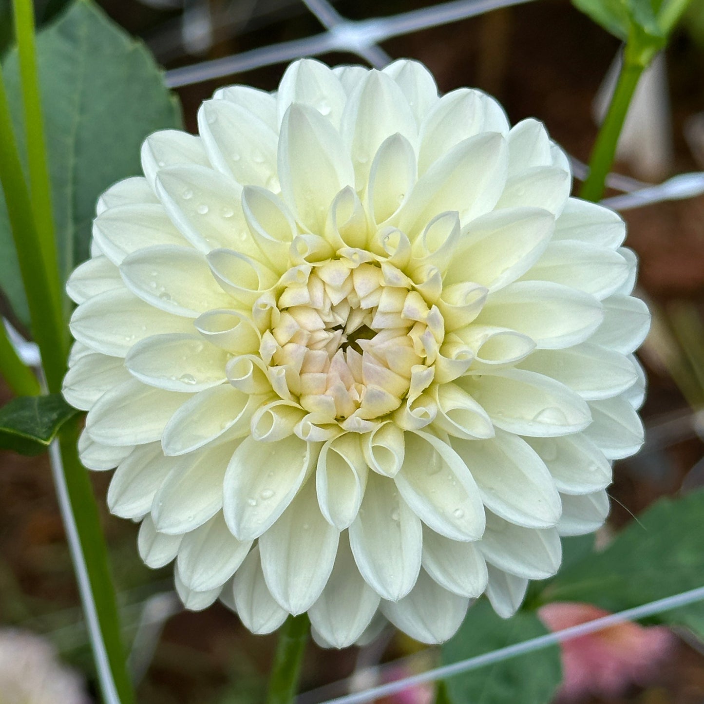 Ferncliff Pearl