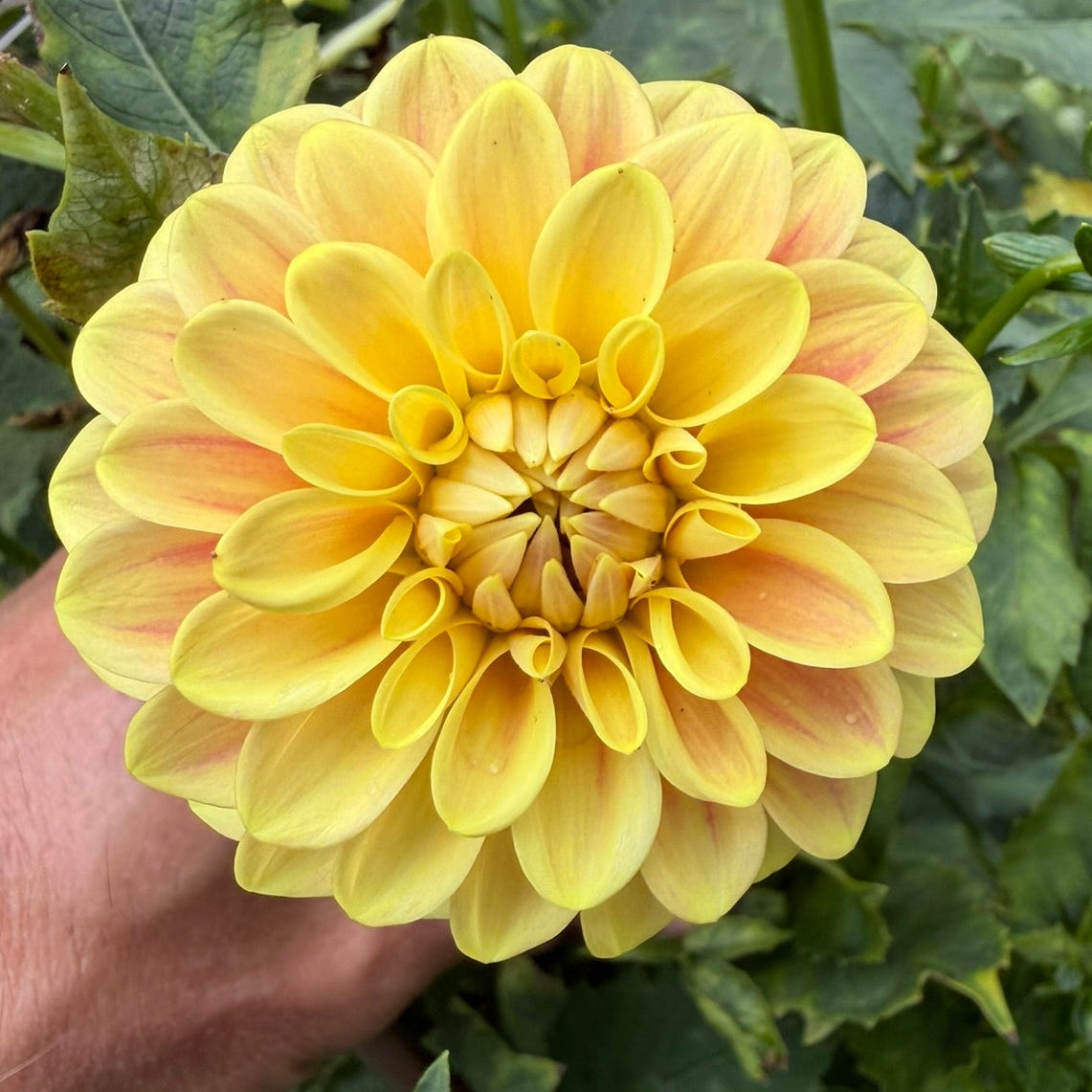 Florelie Fruit Tingle