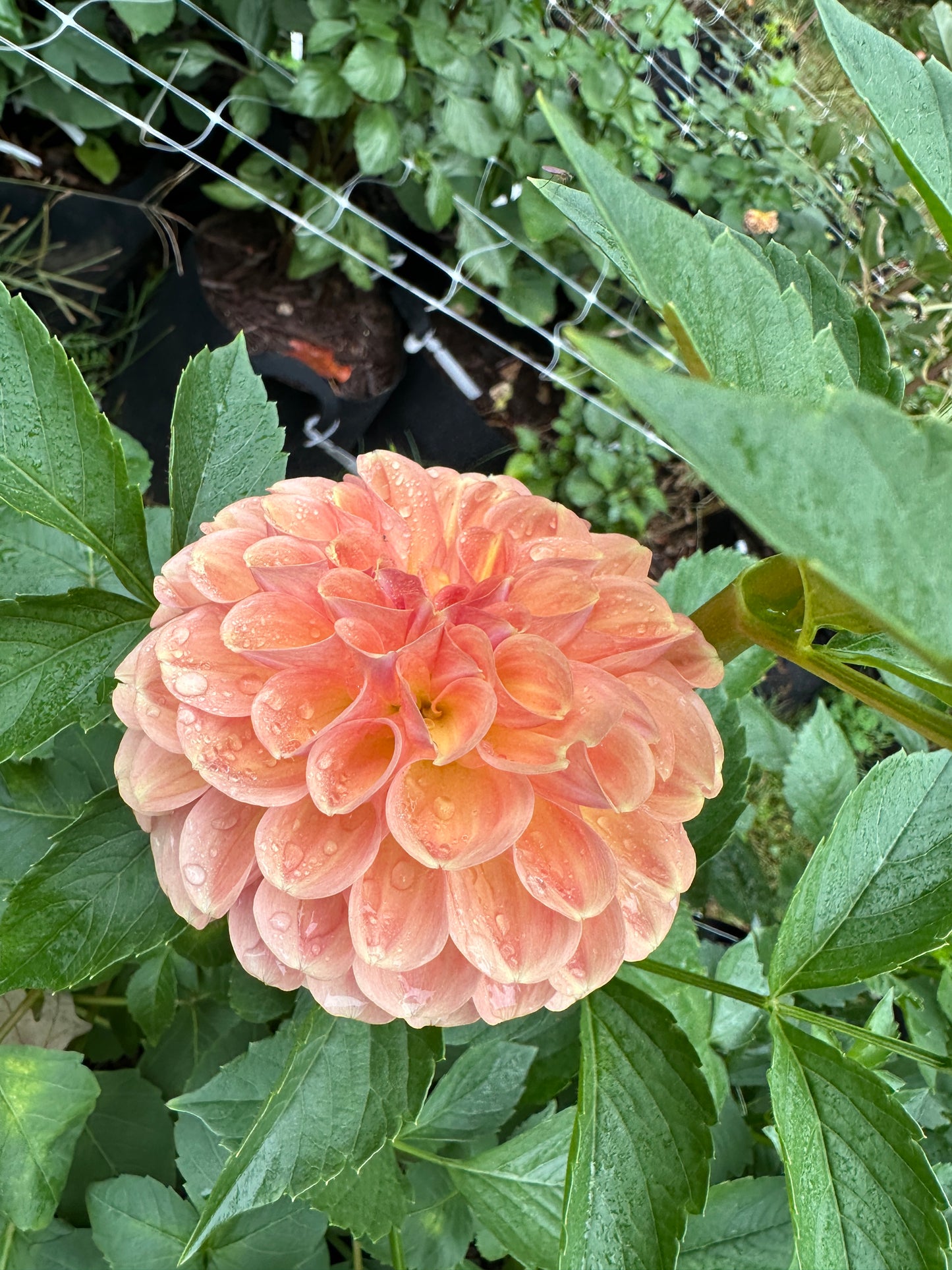 Florelie Fruit Tingle