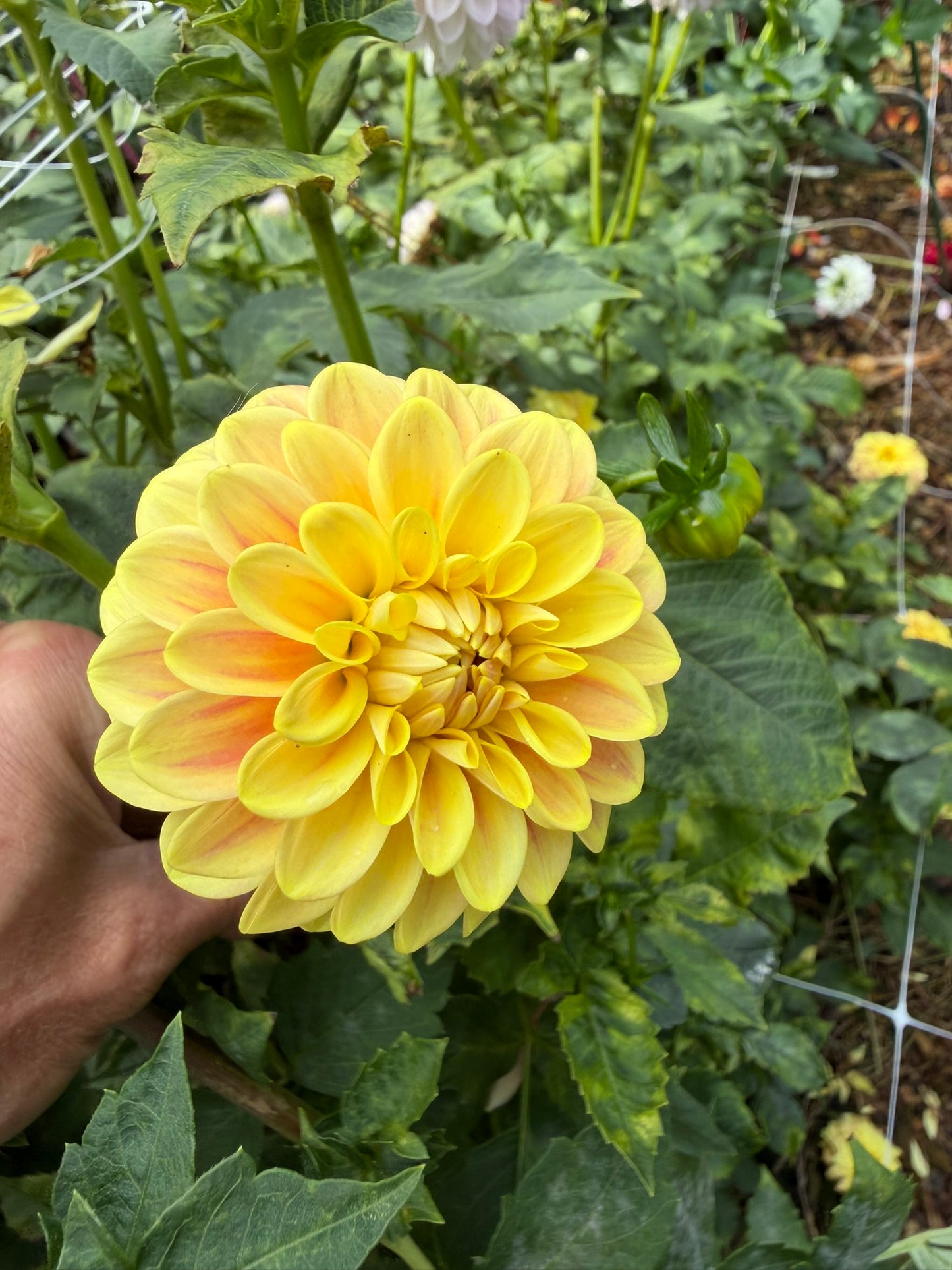 Florelie Fruit Tingle