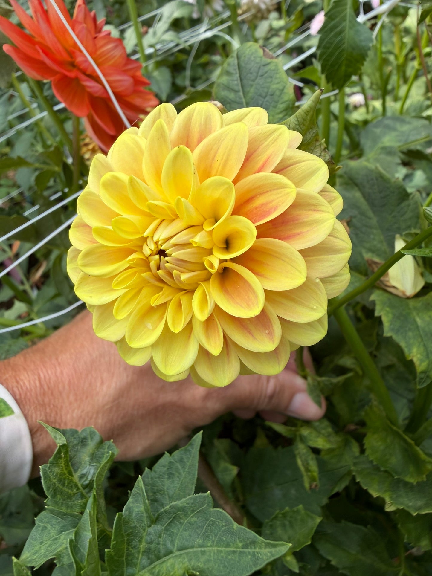 Florelie Fruit Tingle