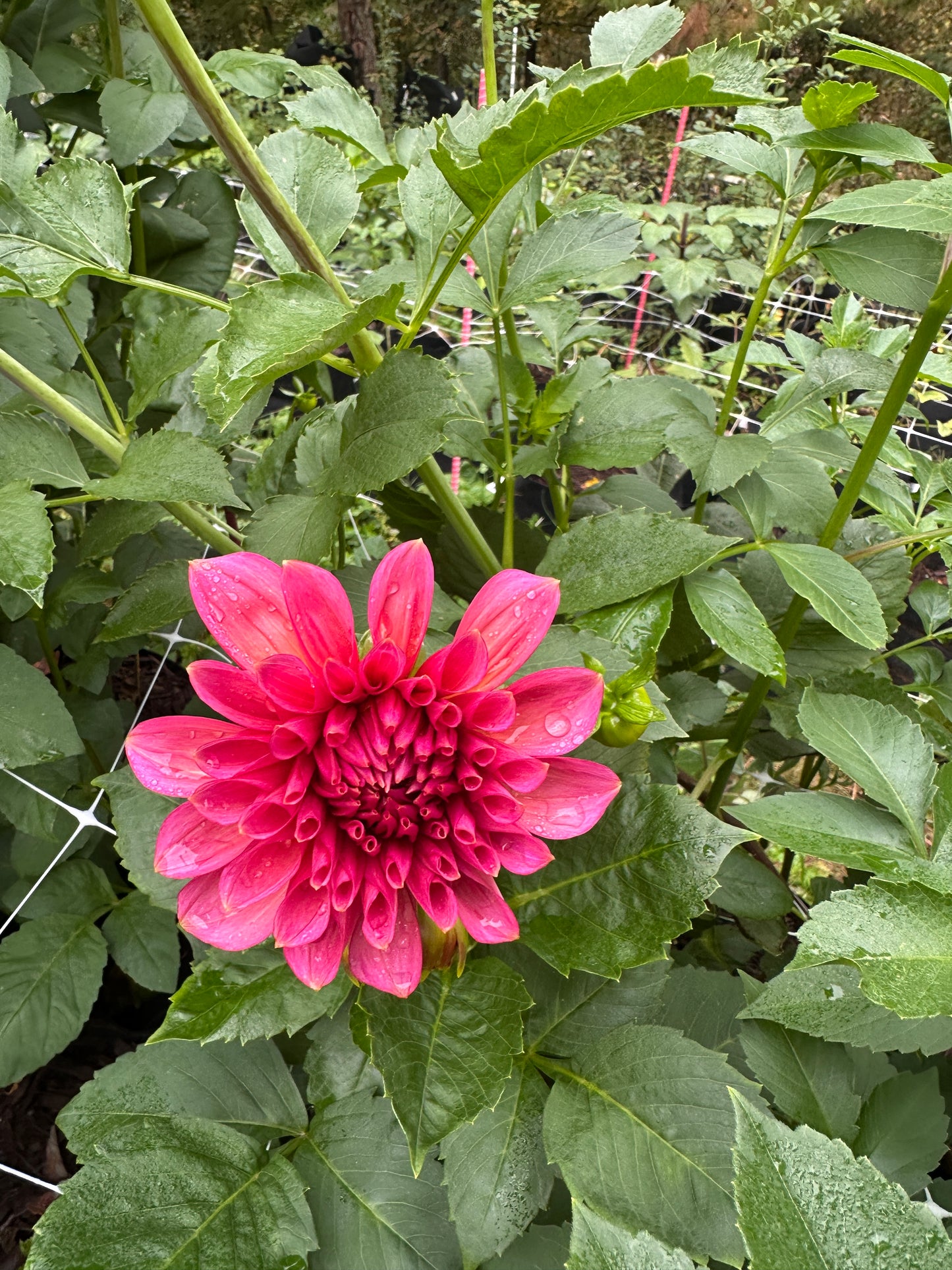 Florelie Guava