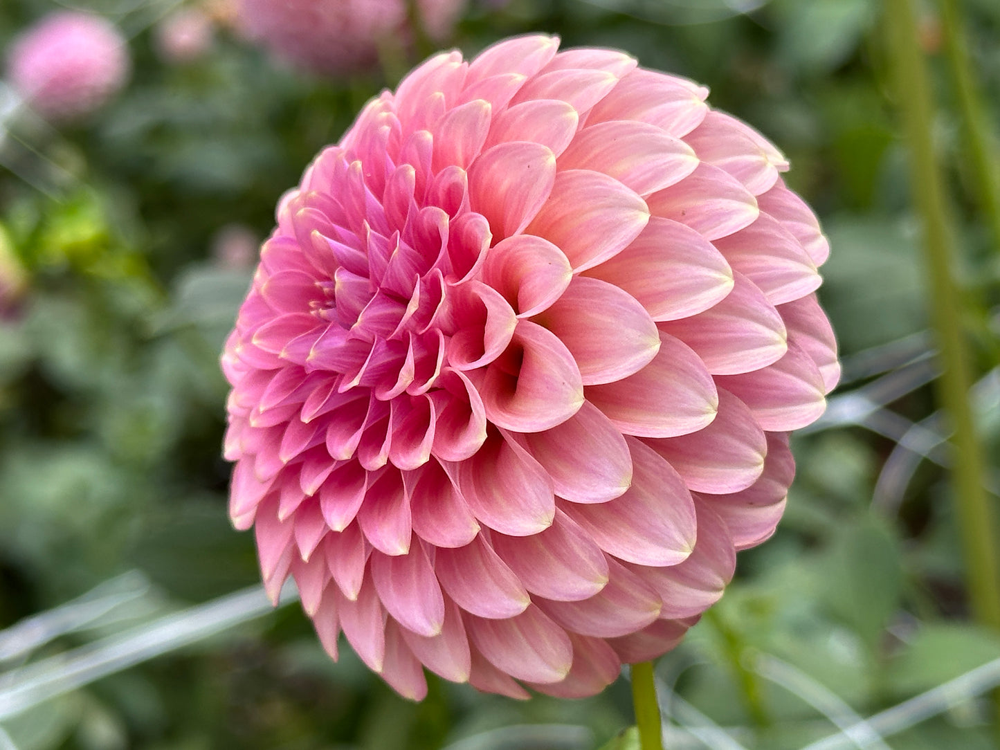 Florelie Oracle