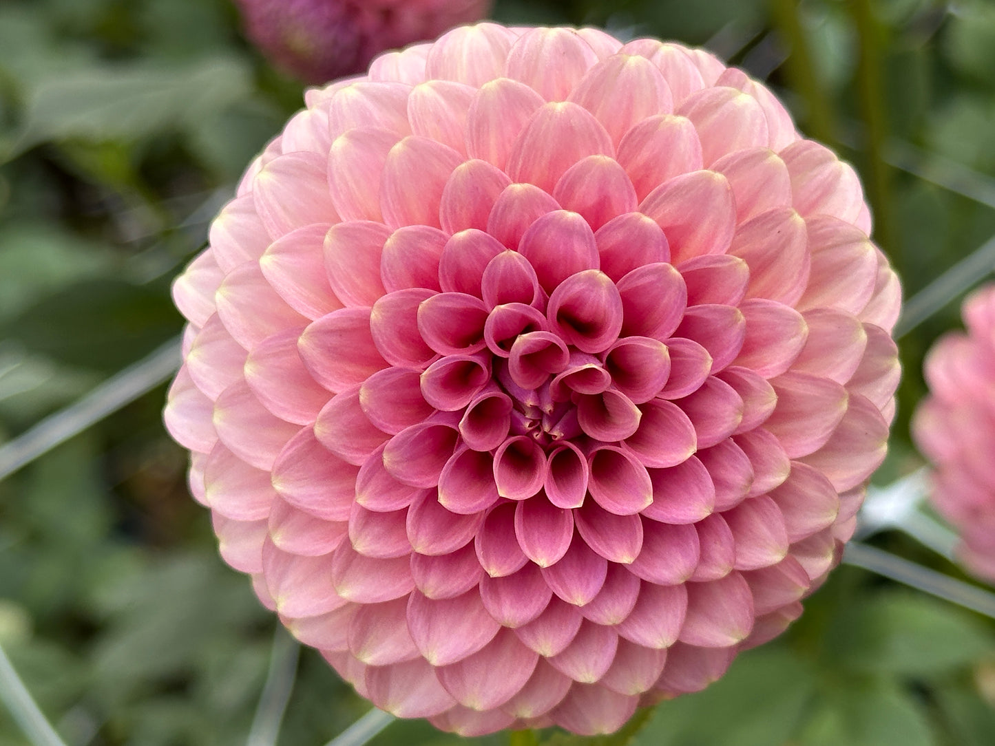 Florelie Oracle