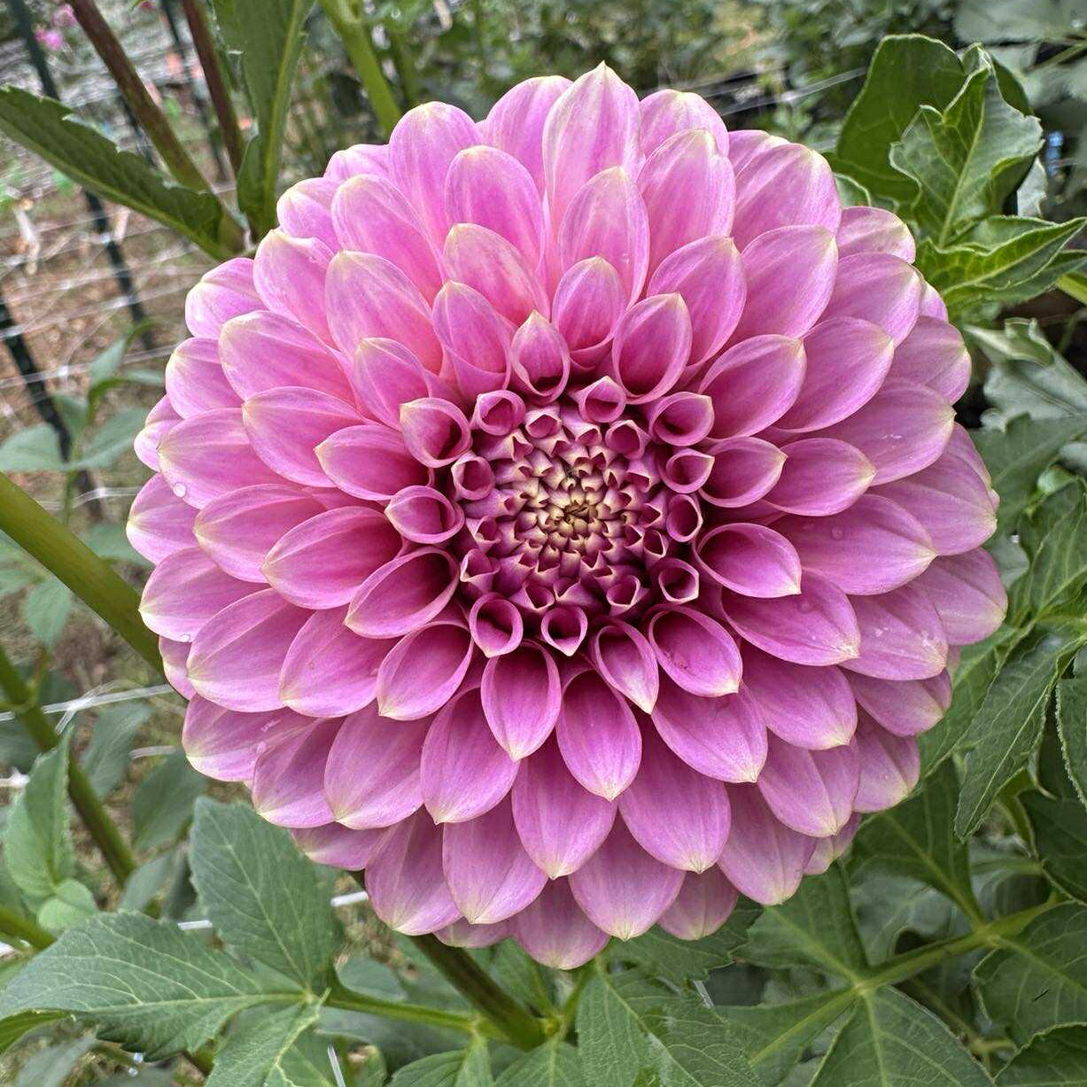 Florelie Oracle