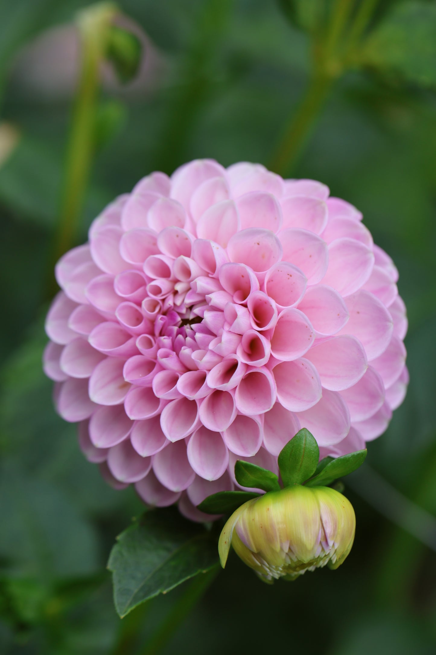 Florelie Oracle