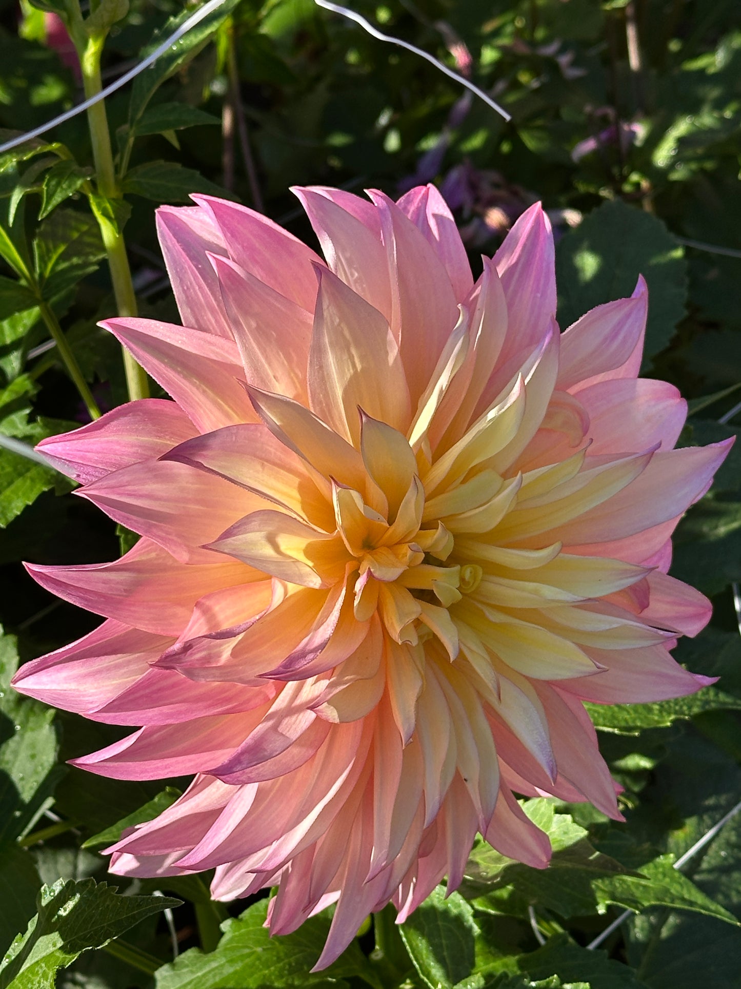 Garden of Love