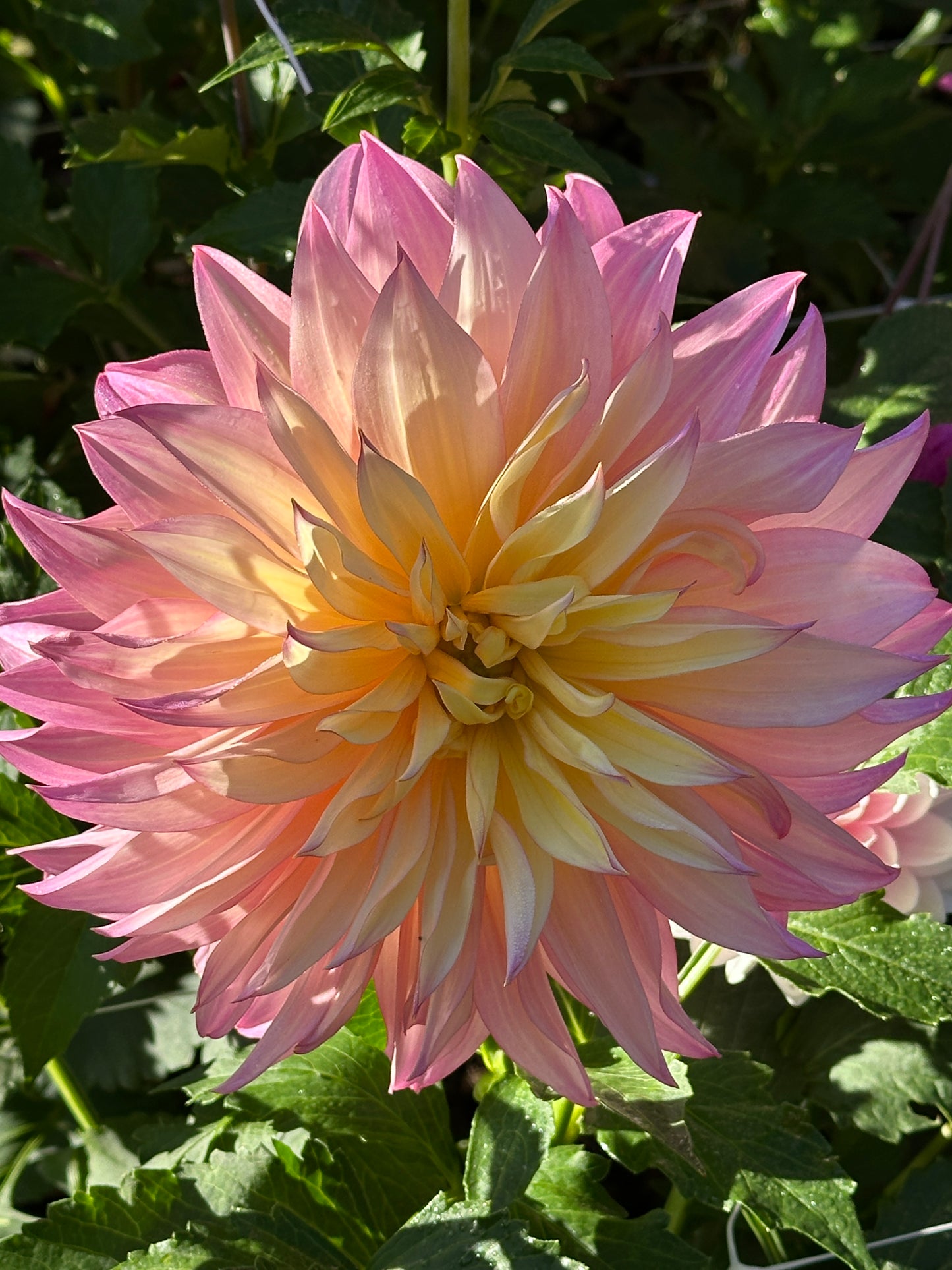 Garden of Love