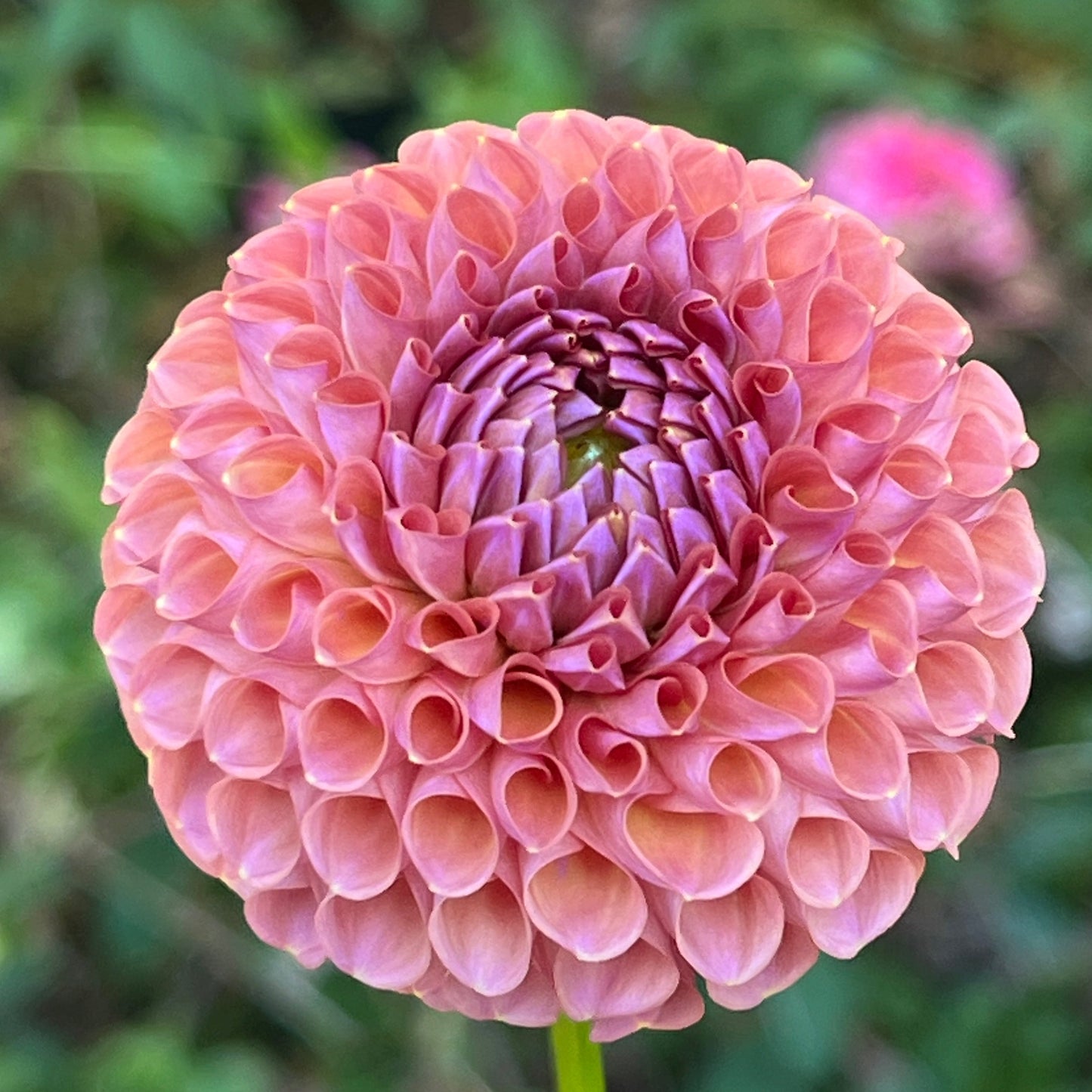 Hapet Coppery