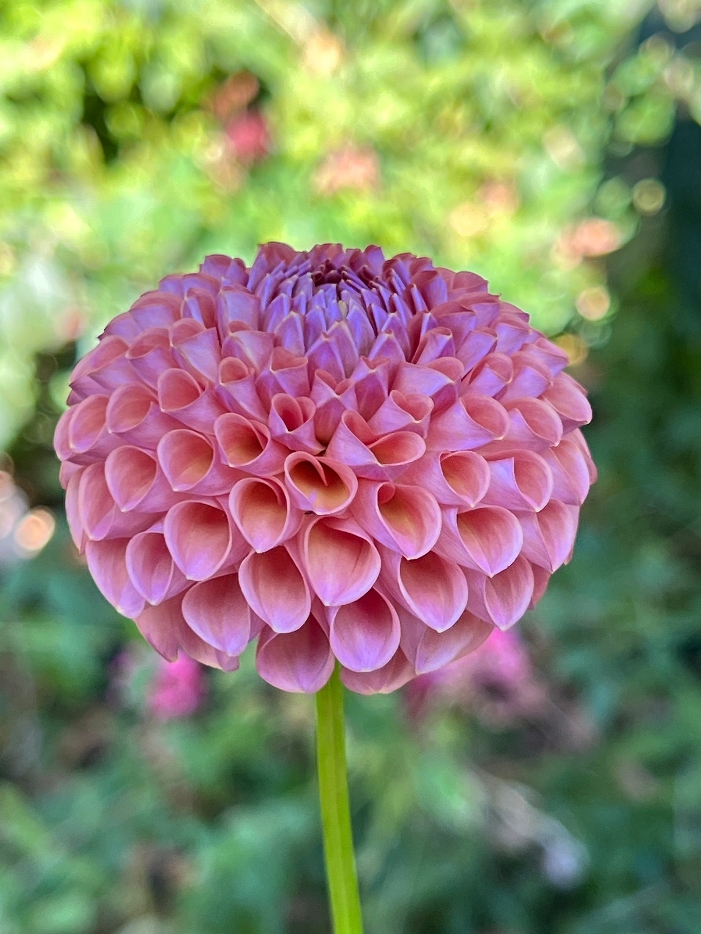 Hapet Coppery