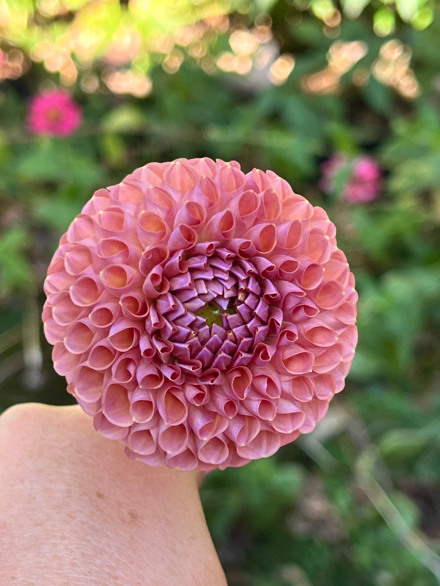 Hapet Coppery