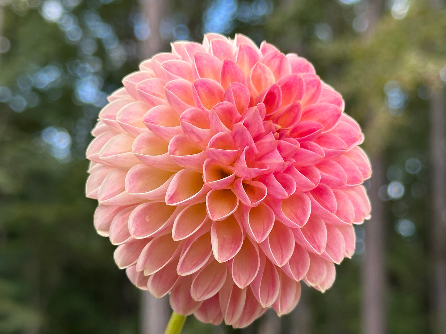 Hapet Daisy