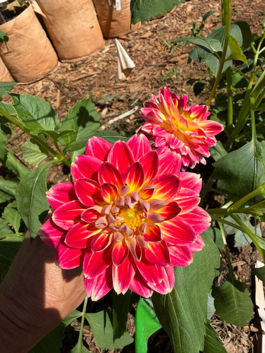 Hapet Harlekin