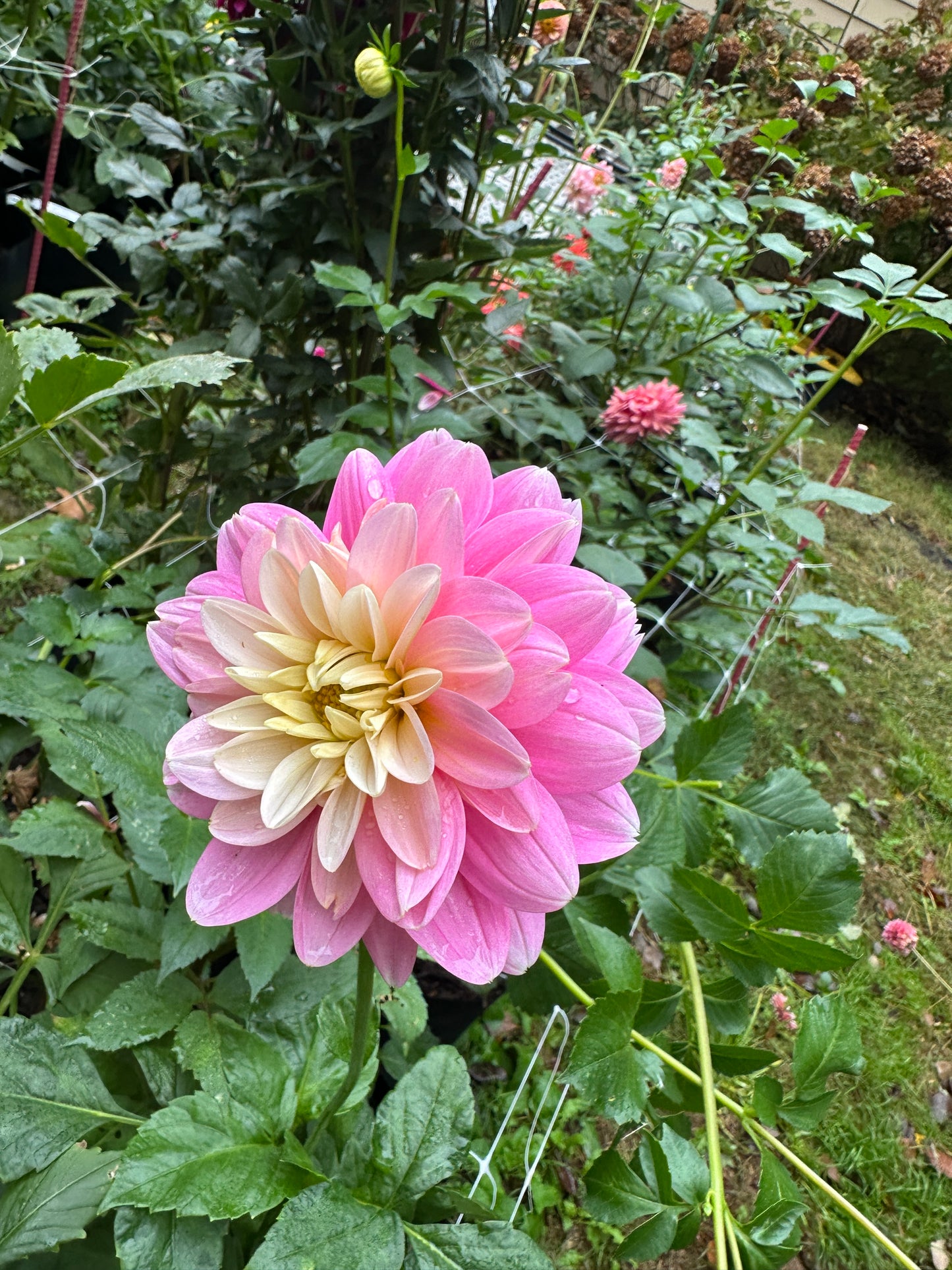 Hapet Rose Dream