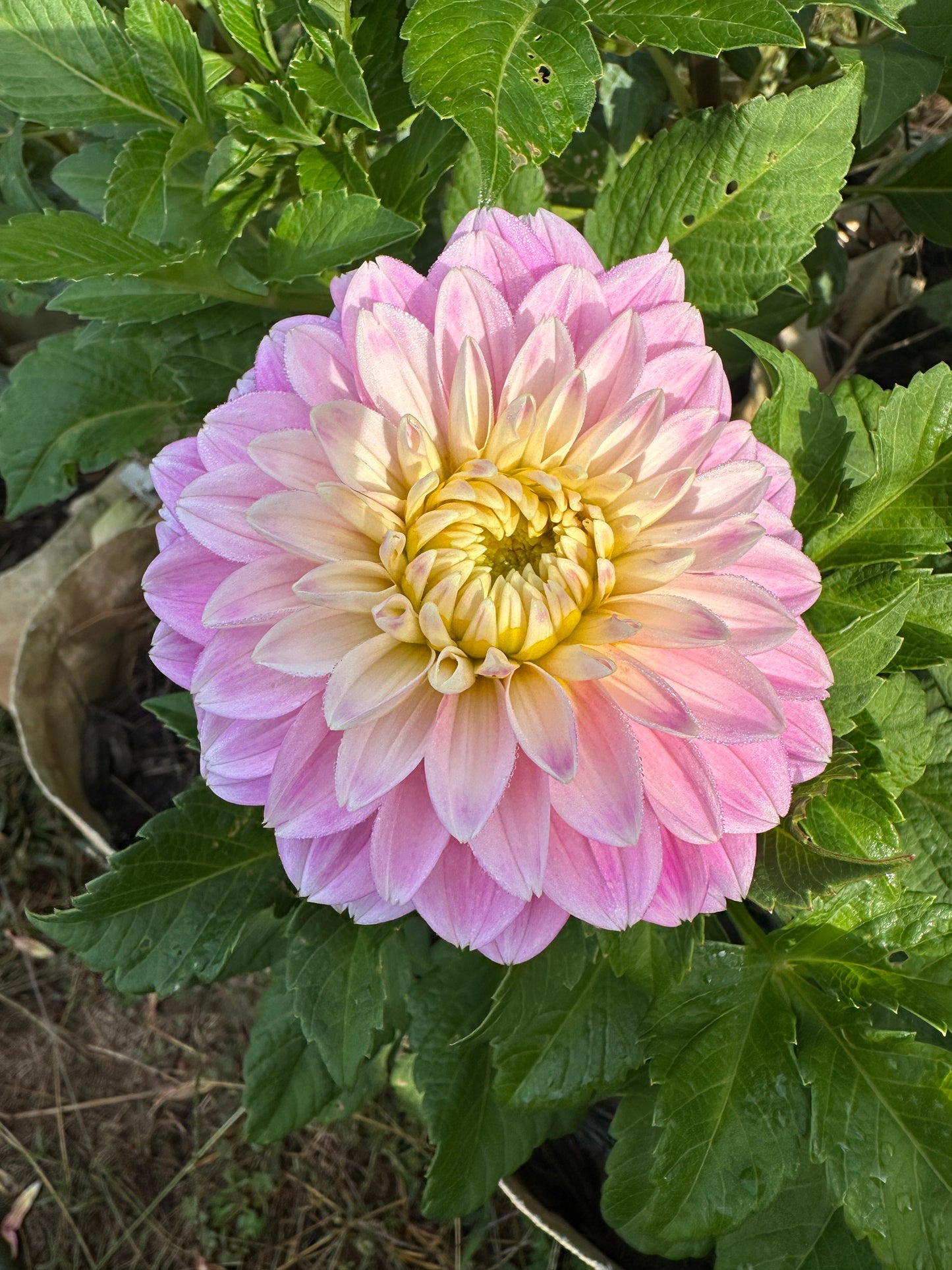 Hapet Rose Dream