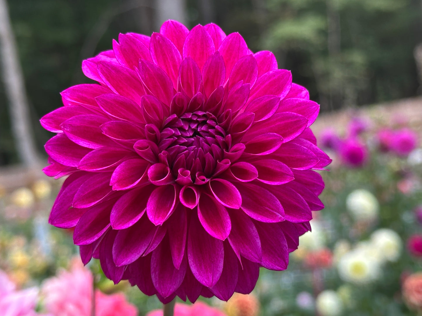 Hapet Ultra Violet