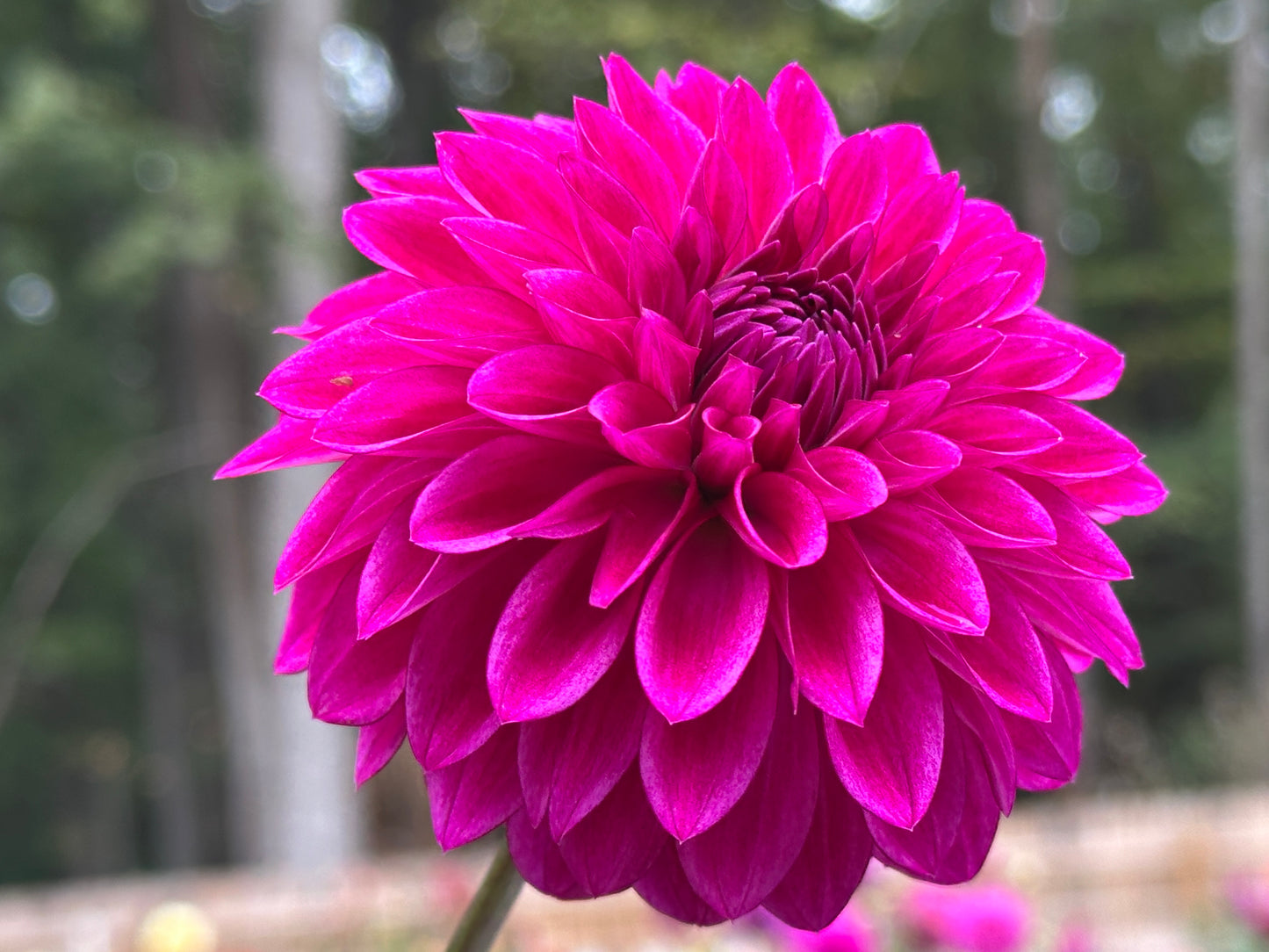Hapet Ultra Violet
