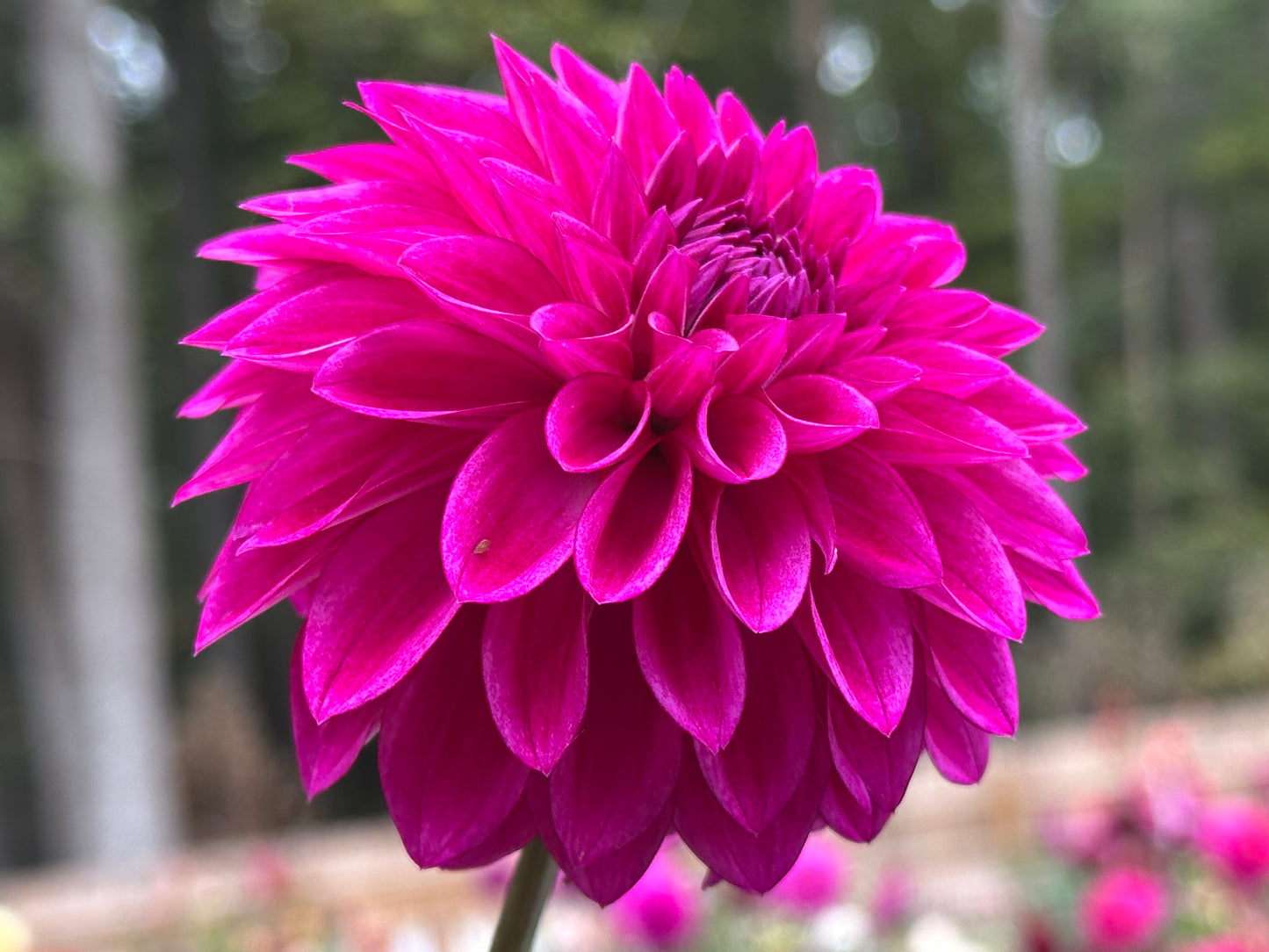 Hapet Ultra Violet