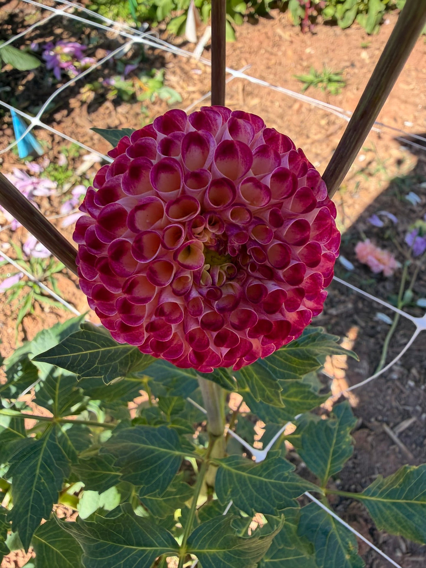 Hapet Vinete