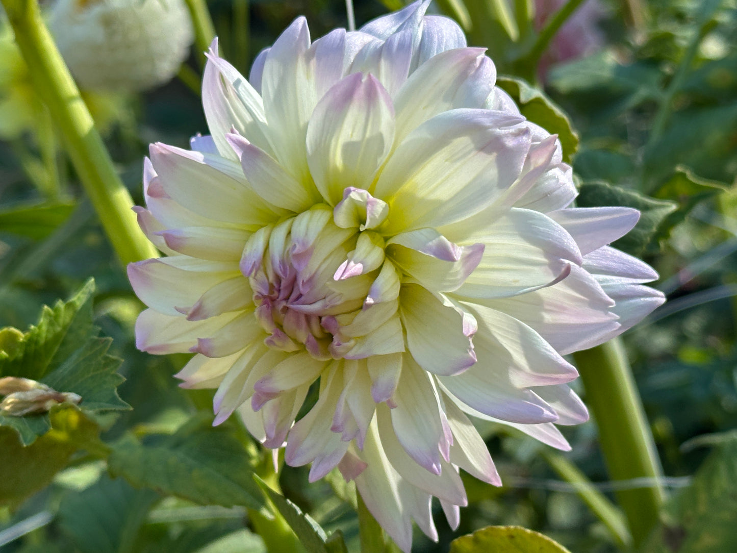 Henk's Ballerina