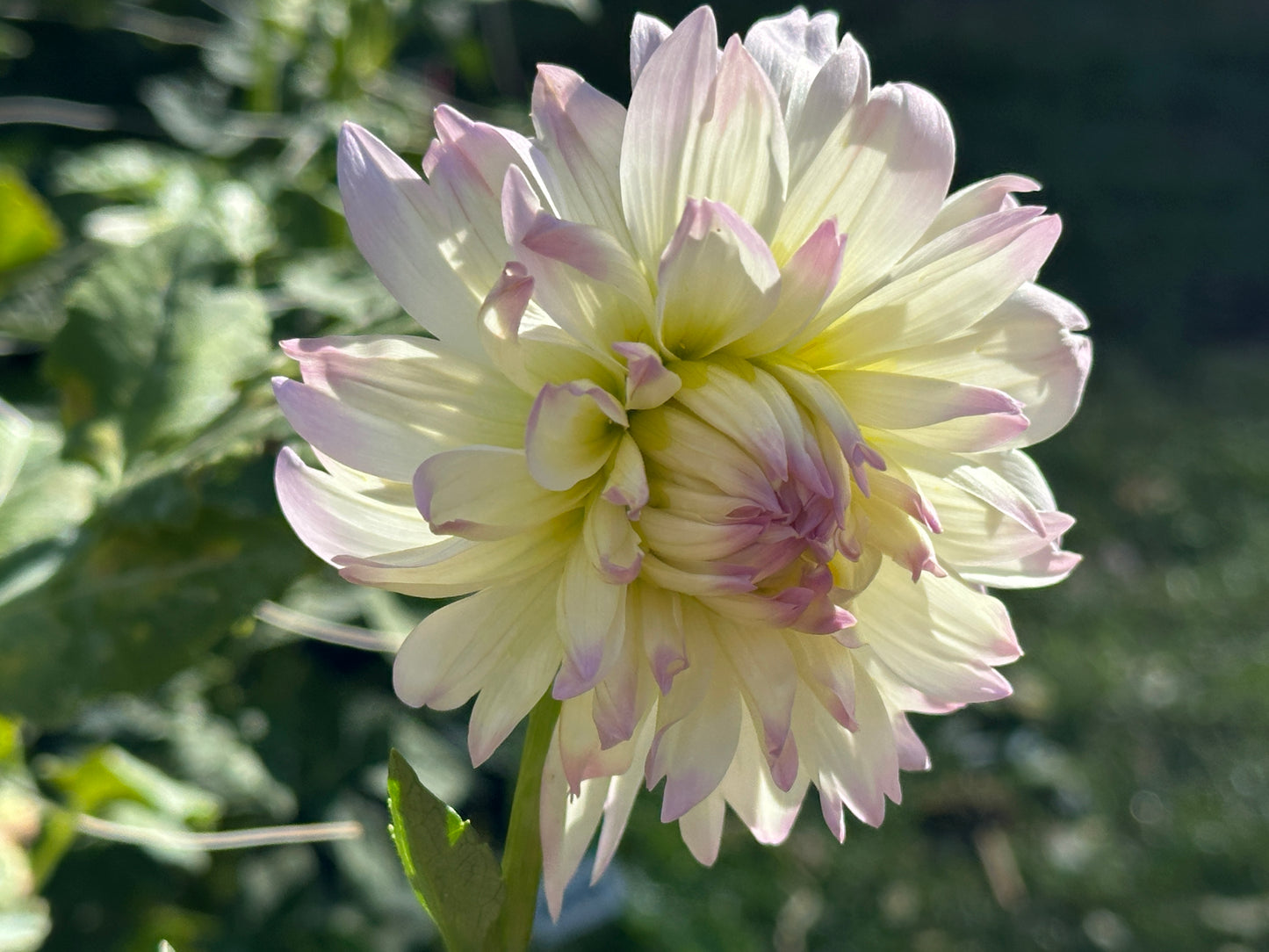 Henk's Ballerina