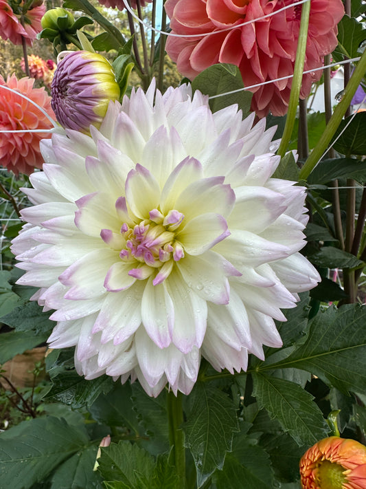 Henk's Ballerina