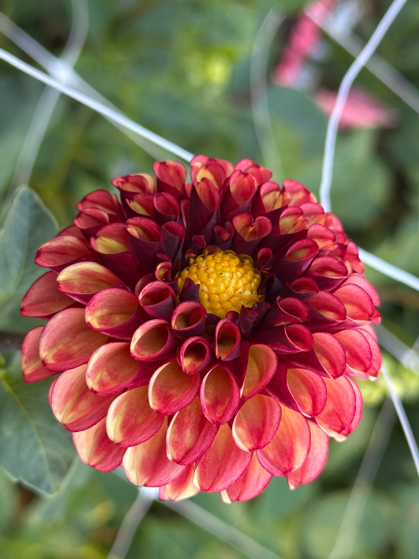 High Fidelity
