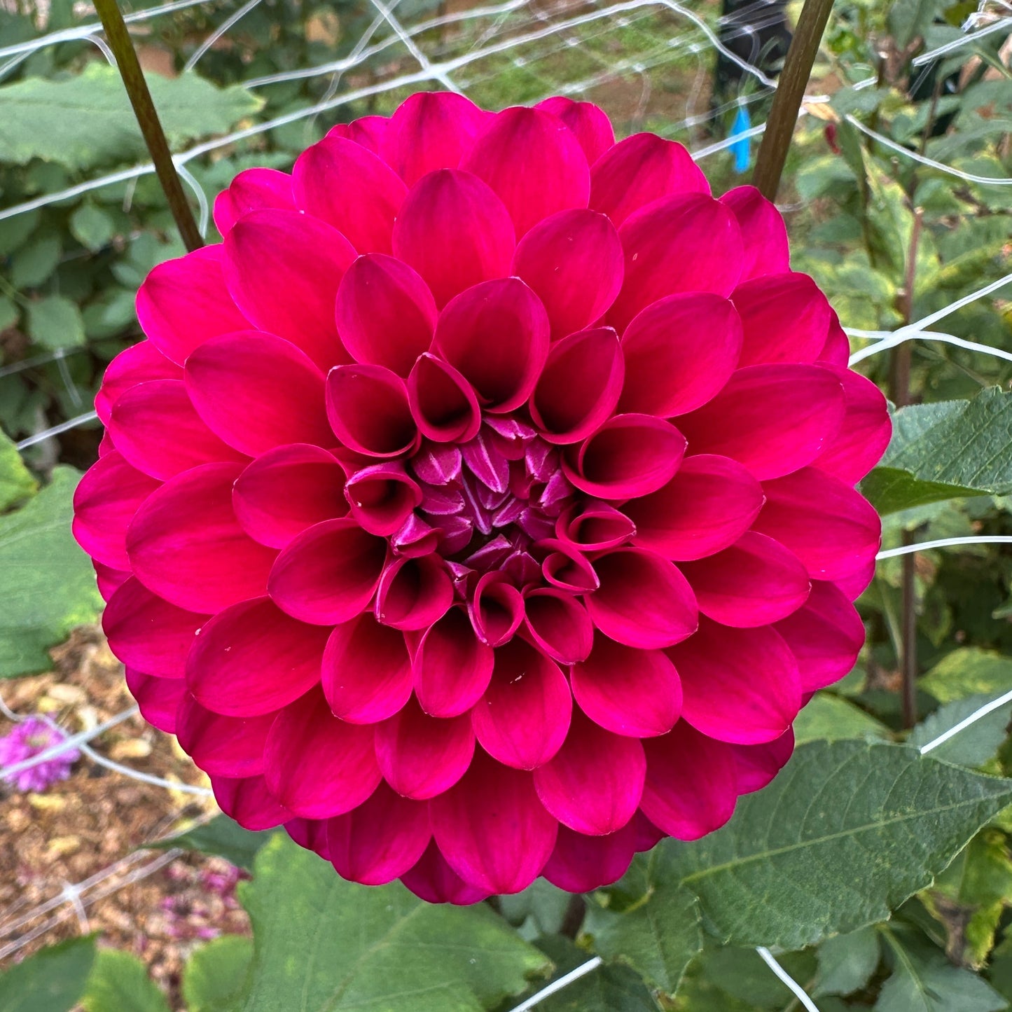 Hollyhill Berry Purple