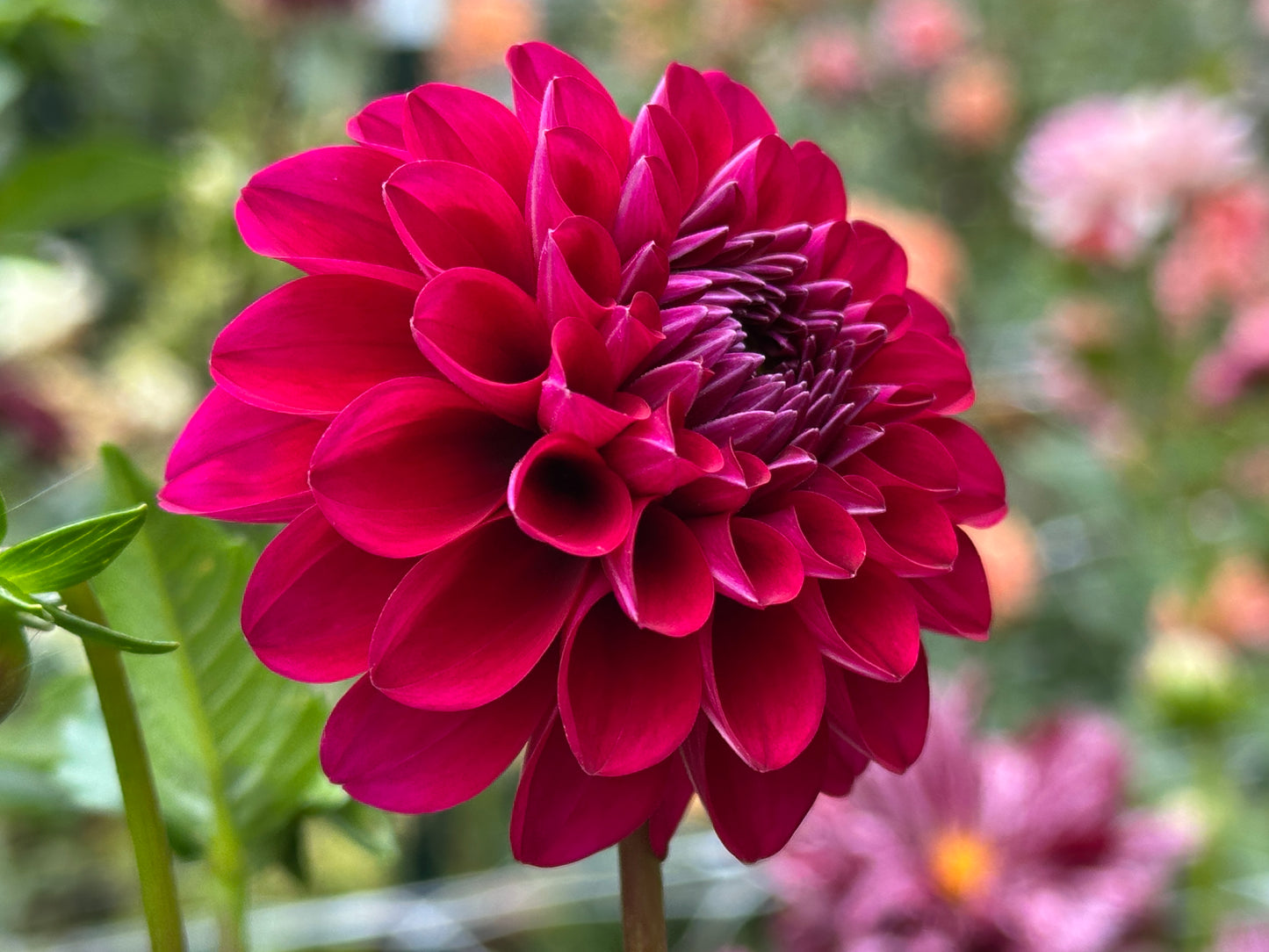 Hollyhill Berry Purple