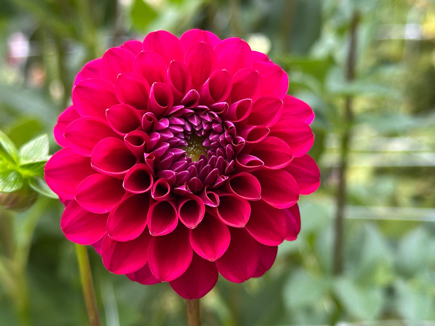 Hollyhill Berry Purple