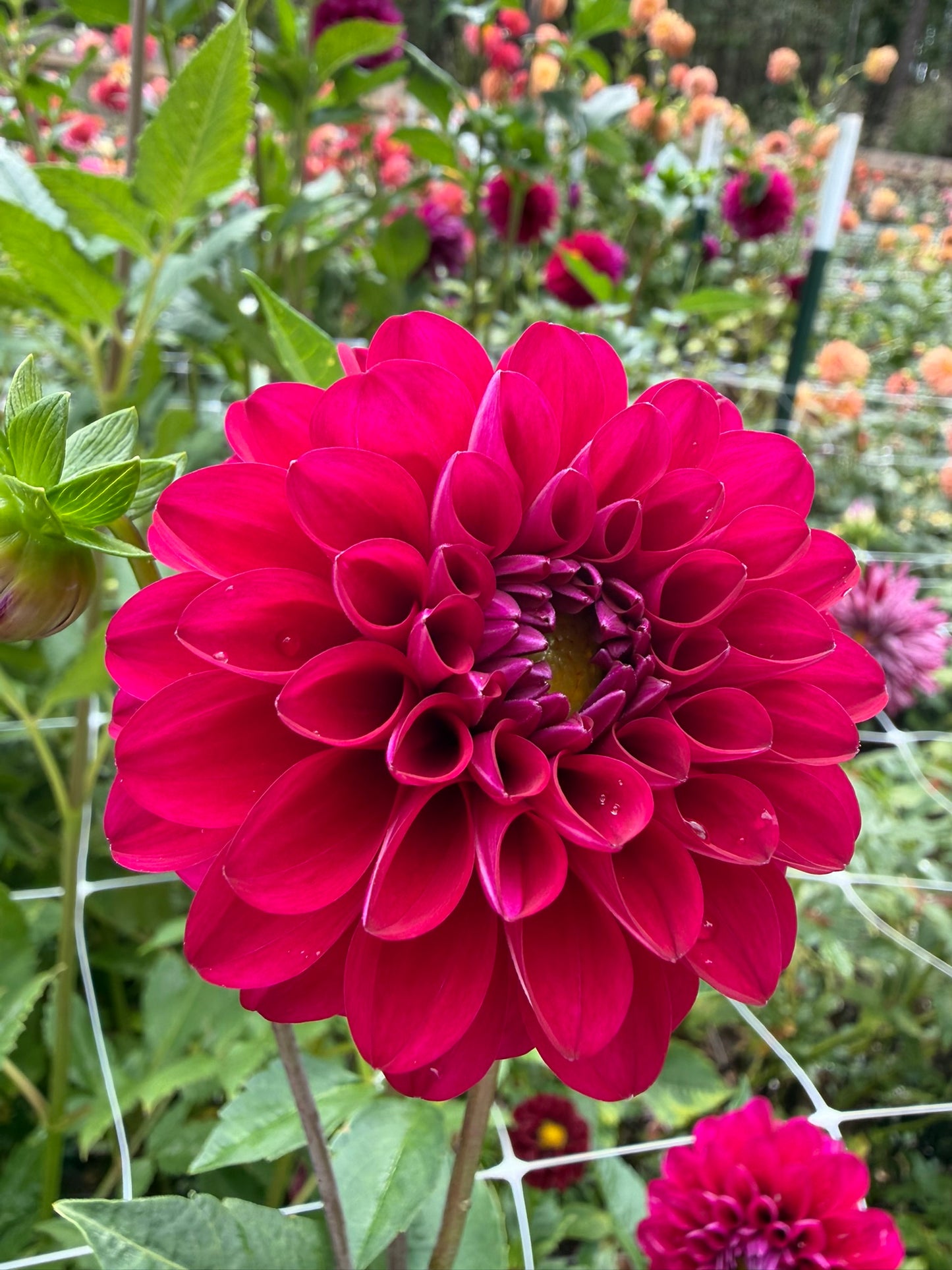 Hollyhill Berry Purple