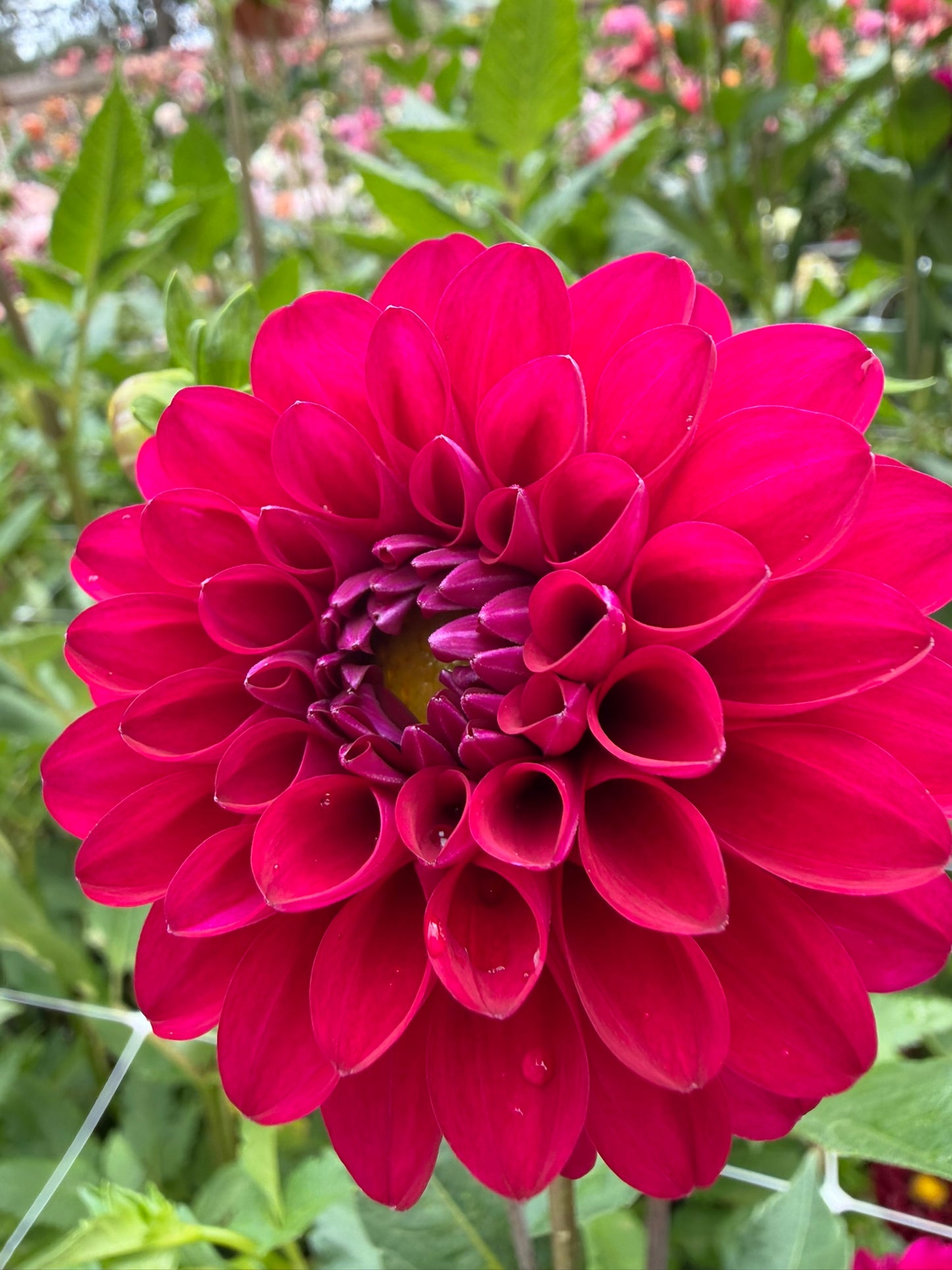 Hollyhill Berry Purple