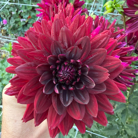 Hollyhill Black Magic