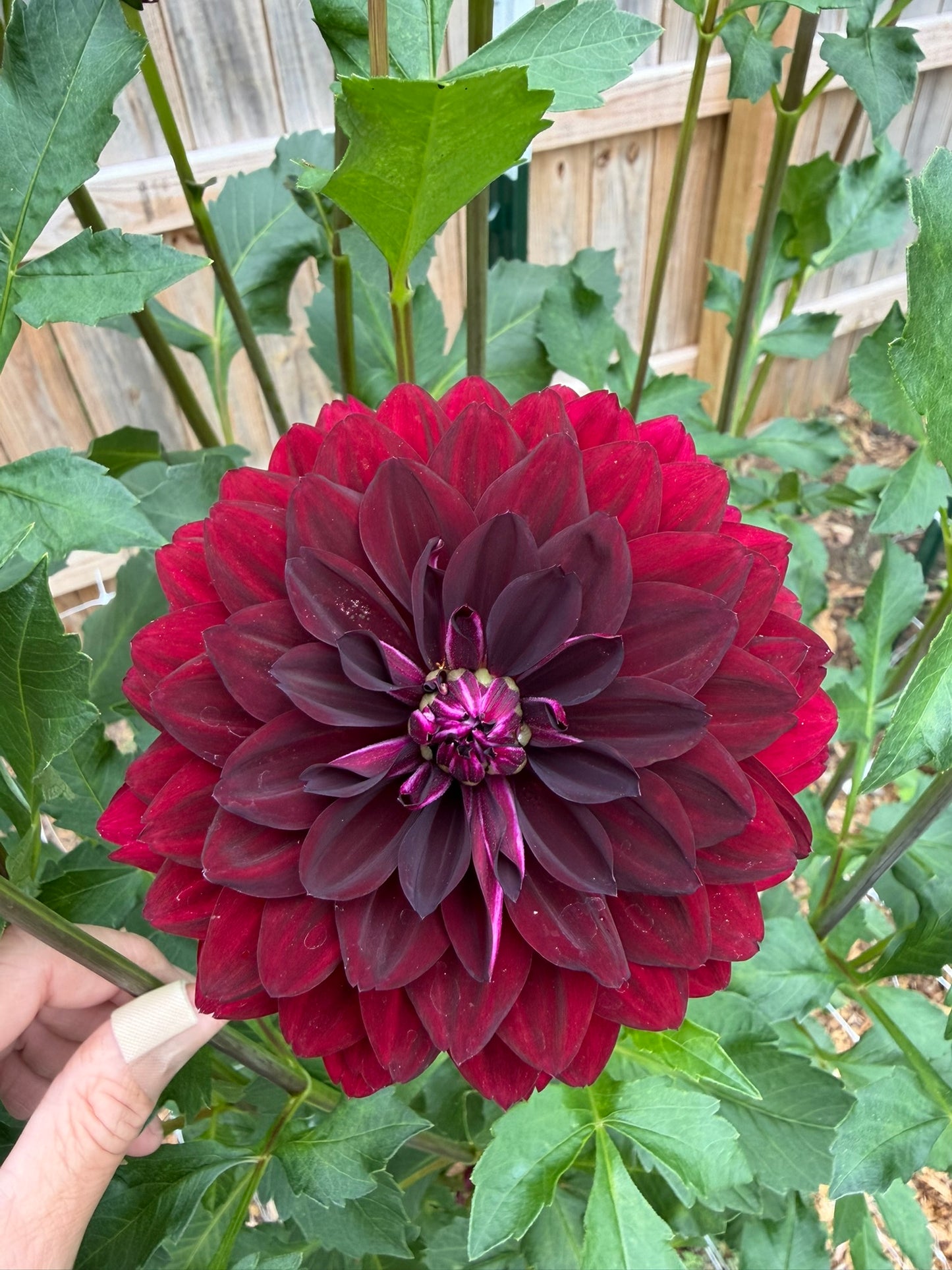 Hollyhill Black Widow