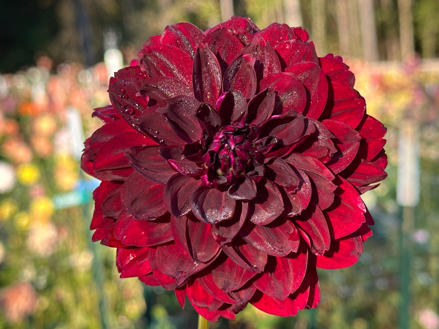 Hollyhill Black Widow