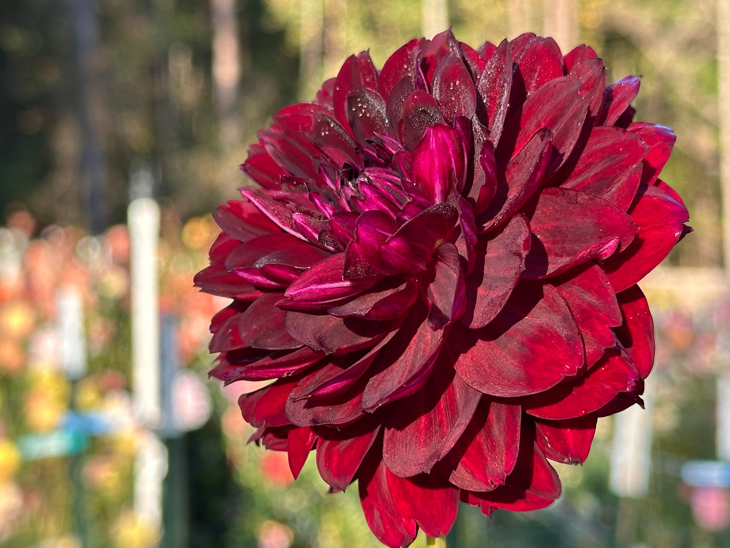 Hollyhill Black Widow