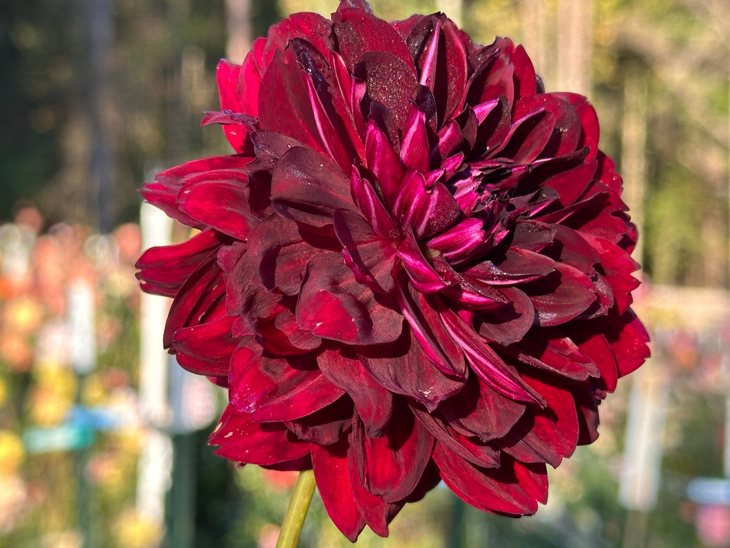 Hollyhill Black Widow