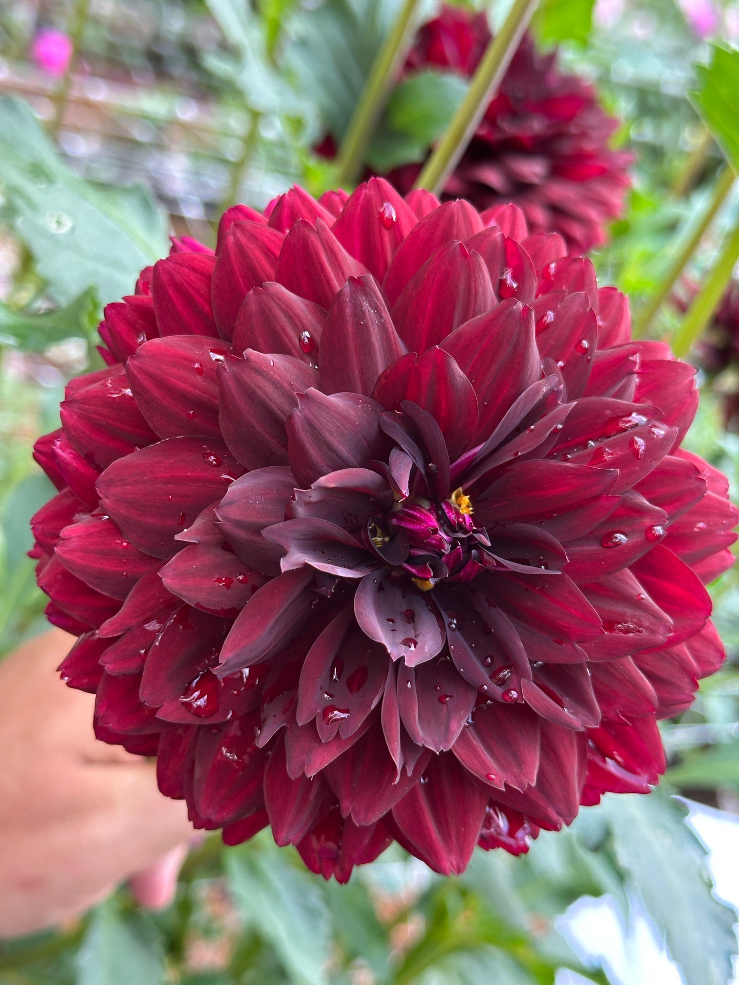 Hollyhill Black Widow