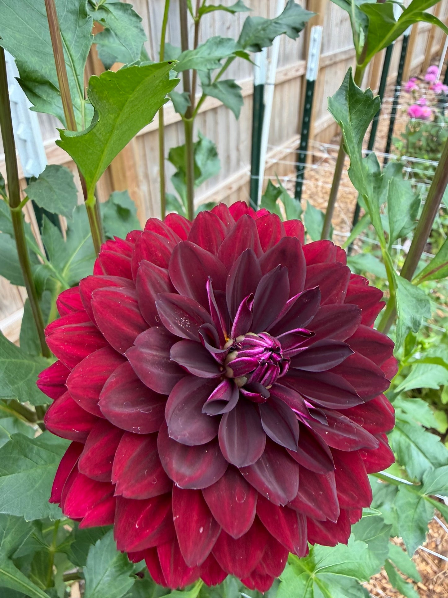 Hollyhill Black Widow