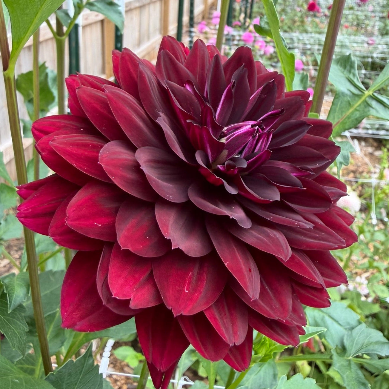 Hollyhill Black Widow