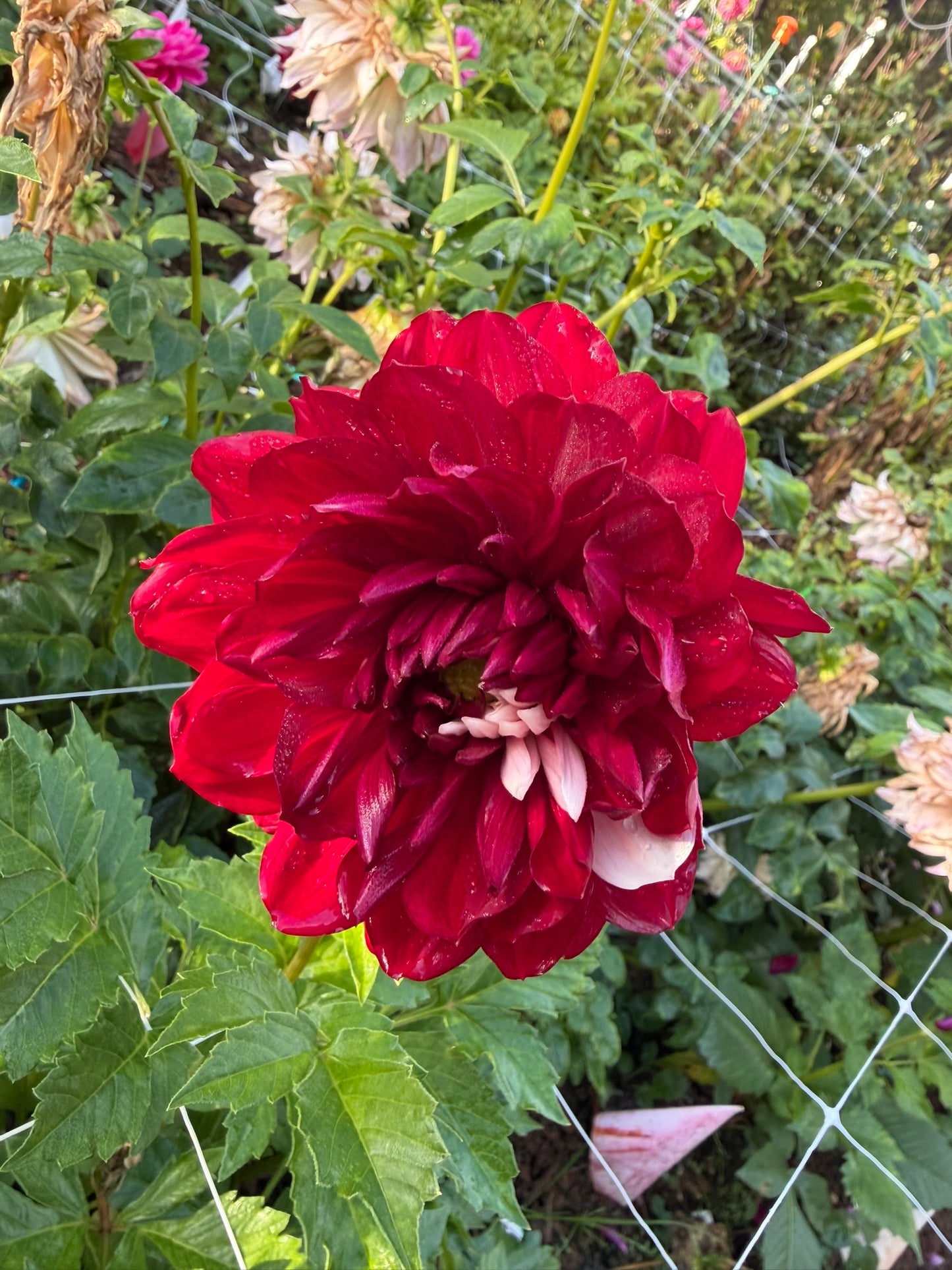 Hollyhill Court Jester